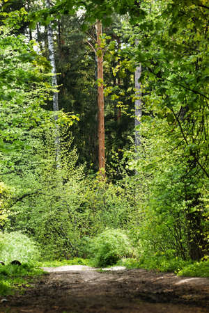 A picturesque path in a beautiful green mixed forest in summer. Beautiful landscape of green forest on a beautiful sunny day with tall pines, grass and moss. Natural landscape with lush vegetationの写真素材