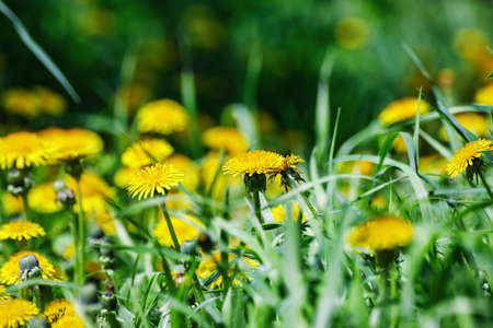 Spring green lawn with yellow dandelion flowers. A field of yellow dandelions on a green background is perfect for the background texture. Spring.の写真素材