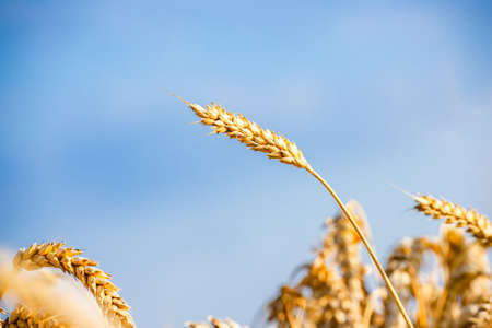 Close-up of ears of ripe wheat against the blue sky. Close-up photo of nature The idea of a rich...