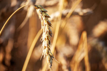 Wheat field. The idea of a rich harvest. Close-up of ears of ripe wheat. Background of a field with yellow ears of wheat. Background of ripening ears of yellow wheat fields. Selective focus.の写真素材