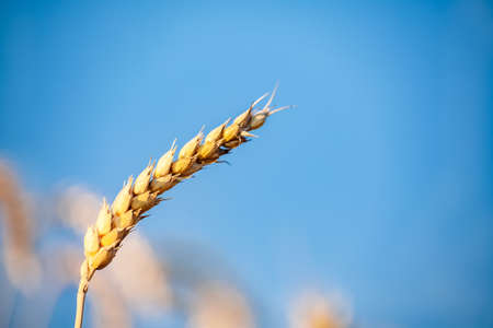 Close-up of ears of ripe wheat against the blue sky. Close-up photo of nature The idea of a rich harvest. Selective focus.の写真素材