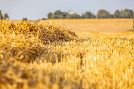 Wheat field. The natural background of a mown wheat field on a sunny day. Background of ripe fields of yellow wheat.の写真素材