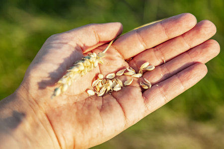 A farmer's palm with grain. Men's palms with ripe wheat grain on the background of a field. Agriculture, grain seeds in hand, wheat, prerequisites for farming.の写真素材