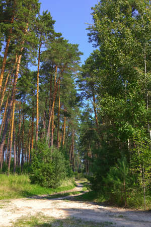 On a sunny summer day, a dirt road descends into a dense green forest. Tall tree trunks covered with moss. Summer forest landscape, trees, grass, greenery, illuminated by the sunの写真素材