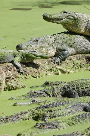 resting alligators in swamp in everglades national park の写真素材