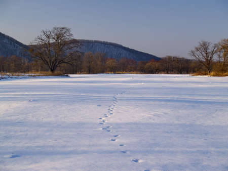 A winter landscape on edge of a meadow  の写真素材