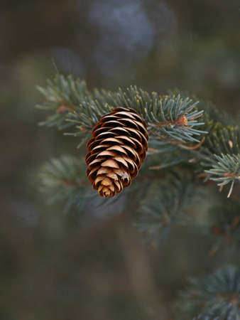 A branch ate with cones photographed from belowの写真素材