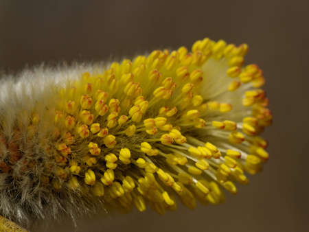 The Flower of pussy willow on dark background  の写真素材