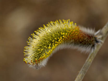 The Flower of willow on dark backgroundの写真素材