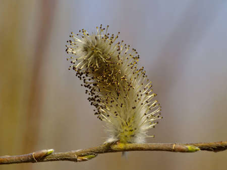 The Flower of willow on dark backgroundの写真素材