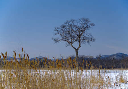 The Winter landscape with solitary by tree and bulrushの写真素材