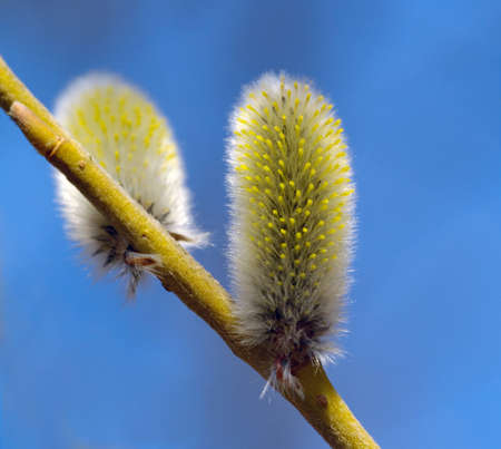The Flower willow on dark backgroundの写真素材
