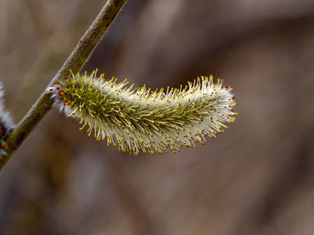 The Flower willow on dark backgroundの写真素材