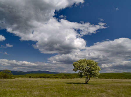 Spring landscape with solitary by flowering tree and cloudy skyの写真素材
