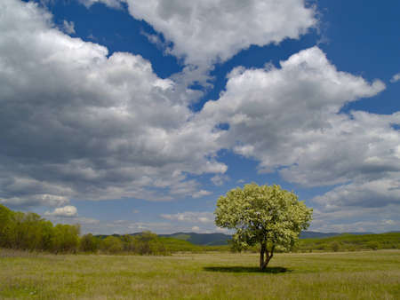 The Spring landscape with flowering tree and cloudy skyの写真素材