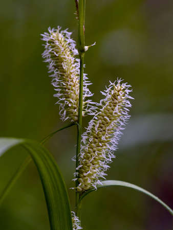 The Flowering marsh plant sedge on dark backgroundの写真素材