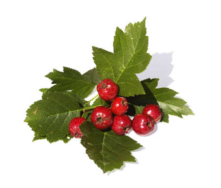 The Branch of hawthorn with red fruits is isolatedの写真素材
