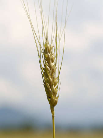 Mature wheat ear on background of sky     の写真素材