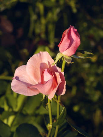 The Flower of rose and evening lightの写真素材