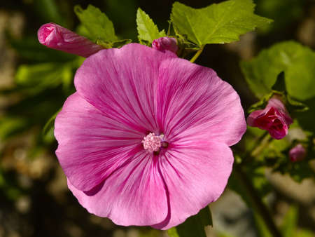 Pink garden flower close-up soft evening lightの写真素材