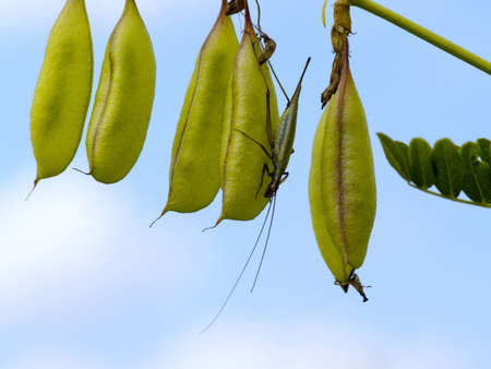 Pods of wild peas with an insect sitting on them