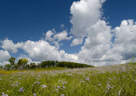 Summer landscape with a blossoming meadow and beautiful cumulus cloudsの写真素材