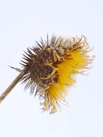 Dry prickly fruit of a burdock in the winterの写真素材
