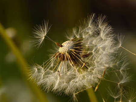 Dry seeds of a dandelion removed largely     の写真素材