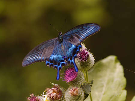 The blue butterfly on a thistle flower against dark backgroundの写真素材