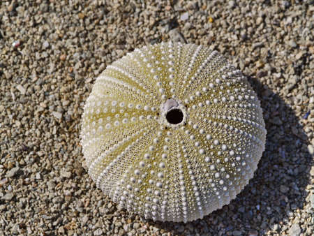 Skeleton of a sea urchin on sandy beachの写真素材