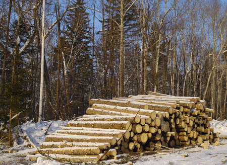 Stack of wood trunks in a taigaの写真素材