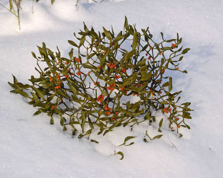 Branch of a mistletoe with red berries on snowの写真素材