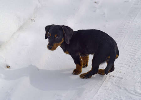 Small puppy of a dog on snow-covered roadの写真素材
