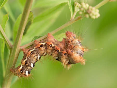 Hairy motley caterpillar on a grass stalkの写真素材