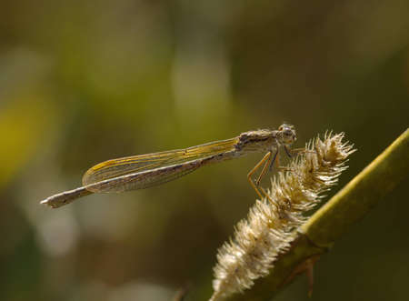 Beige dragonfly on the dried up stalk of a grass