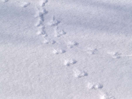 Trace of the wood mouse on snow