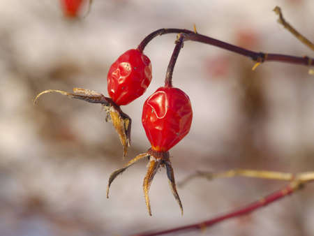 Some ripe hips on a shining sunの写真素材