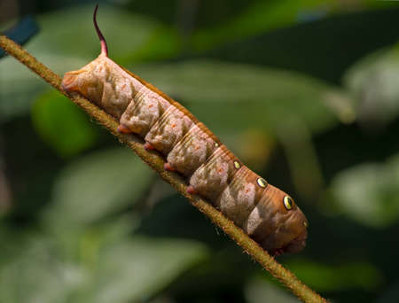Large brown caterpillar on a stalk of grass