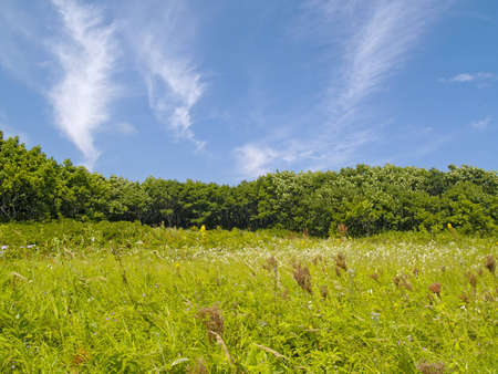 Green meadow on a hill slope under the blue skyの写真素材