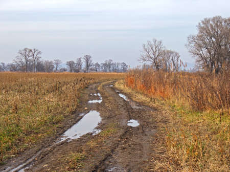 Field road in the autumn cloudy afternoonの写真素材