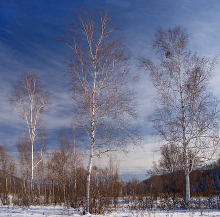 Winter landscape with birches against the skyの写真素材