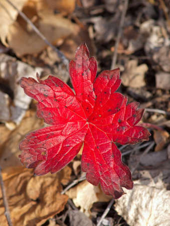 Red sheet of a plant against dry foliage