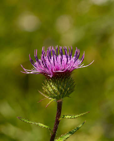 Violet flower of a burdock on green backgroundの写真素材