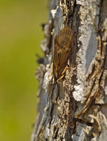 The winged insect sits on a tree trunkの写真素材
