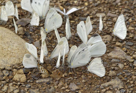 The group of white butterflies sits on soilの写真素材