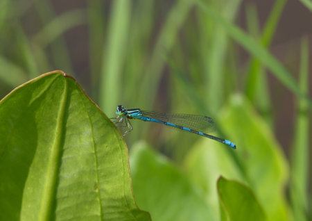 The large blue dragonfly sits on a grassの写真素材