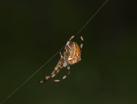 Large spider against a dark backgroundの写真素材