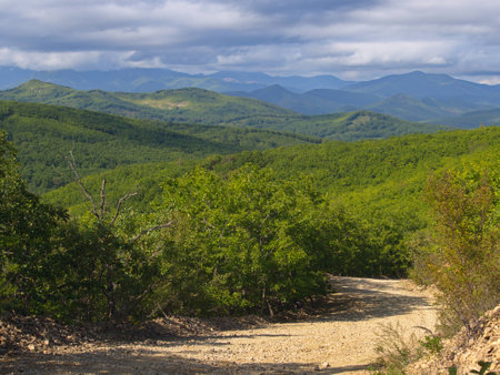forest roadの写真素材