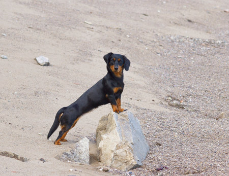 Dog dachshundの写真素材