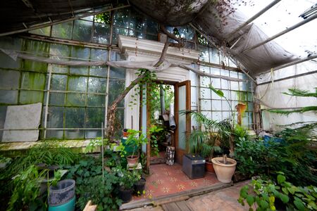 Inside the old greenhouse, a glass wall, an open door and many plants.のeditorial素材